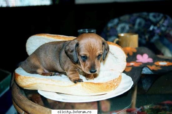 sweet! hotdog=) poze funny !