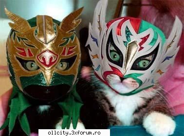 freak cats poze funny !